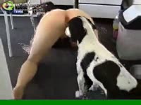 Athletic virgin stands on the kneels and attracts her lascivious dog